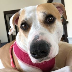 Meet your Posher, Regina